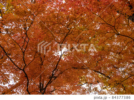 紅葉：秋 84377386