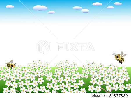 春のリンゴ園の満開のリンゴの花とハナバチの背景 84377389