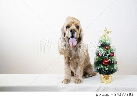 クリスマスツリーとアメリカンコッカースパニエル 84377393
