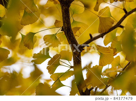 秋:紅葉(イチョウ) 秋:紅葉(イチョウ) 84377479