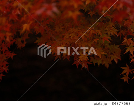 赤く染まる紅葉、山の紅葉、紅葉狩り 赤く染まる紅葉、山の紅葉、紅葉狩り 84377663