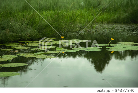 Water plants on the surface of the river, summer forest landscape 84377840