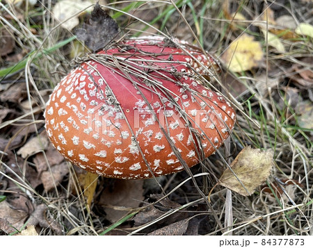 Close-Up Of Red Fly Agaric Mushroom On the ground in the forrest Close-Up Of Red Fly Agaric Mushroom On the ground in the forrest 84377873