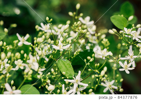 Large group of white clematis flowers in the garden Large group of white clematis flowers in the garden 84377876