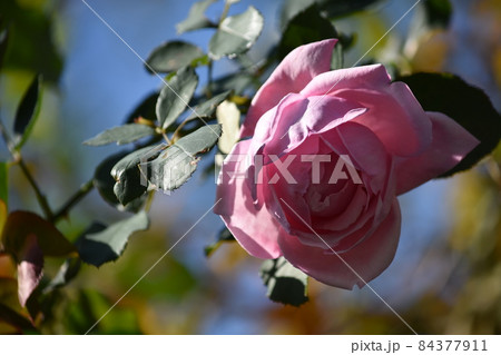 バラの花 84377911