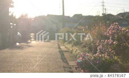 冬の夕方の光 冬の夕方の光 84378167