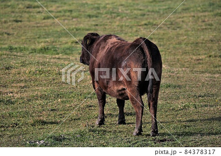 牧場の風景・和牛 84378317