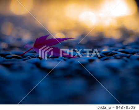 儚げに紅葉したモミジの落葉 84378508