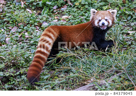 レッサーパンダ 多摩動物公園 84379045
