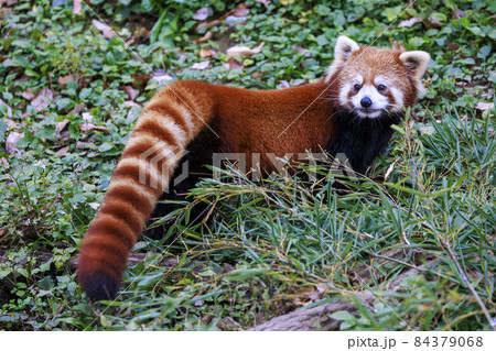 レッサーパンダ 多摩動物公園 84379068