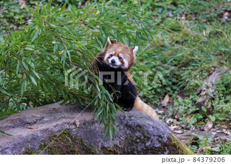 レッサーパンダ 多摩動物公園 84379206