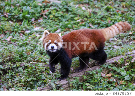 レッサーパンダ 多摩動物公園 レッサーパンダ 多摩動物公園 84379257