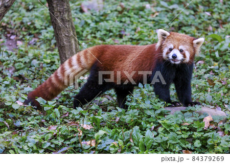 レッサーパンダ 多摩動物公園 84379269