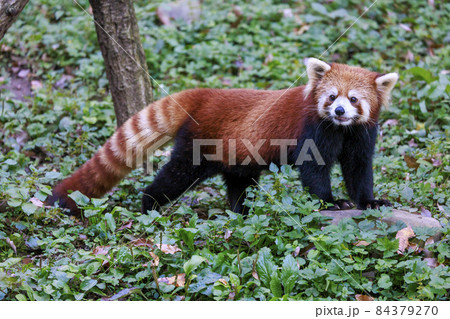 レッサーパンダ 多摩動物公園 84379270