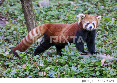 レッサーパンダ 多摩動物公園 レッサーパンダ 多摩動物公園 84379324