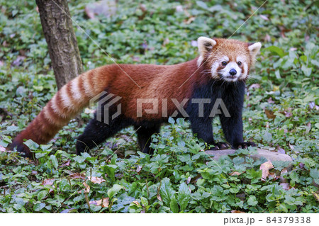 レッサーパンダ 多摩動物公園 レッサーパンダ 多摩動物公園 84379338