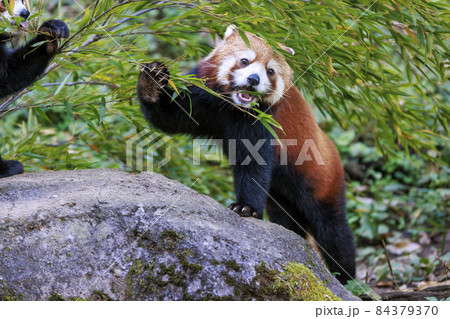レッサーパンダ 多摩動物公園 レッサーパンダ 多摩動物公園 84379370
