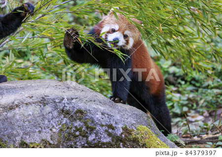 レッサーパンダ 多摩動物公園 レッサーパンダ 多摩動物公園 84379397