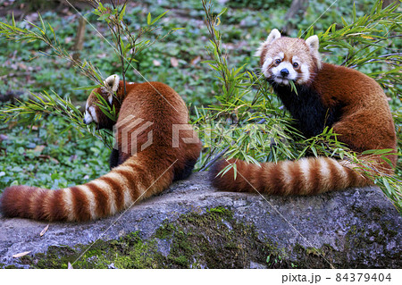 レッサーパンダ 多摩動物公園 レッサーパンダ 多摩動物公園 84379404