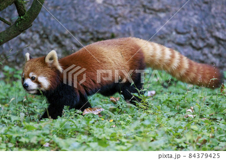 レッサーパンダ 多摩動物公園 レッサーパンダ 多摩動物公園 84379425