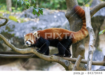 レッサーパンダ 多摩動物公園 レッサーパンダ 多摩動物公園 84379444