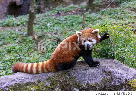 レッサーパンダ 多摩動物公園 レッサーパンダ 多摩動物公園 84379559