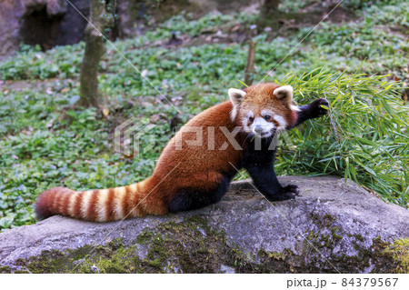レッサーパンダ 多摩動物公園 84379567