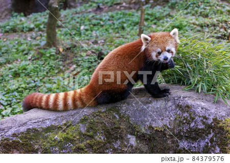 レッサーパンダ 多摩動物公園 レッサーパンダ 多摩動物公園 84379576