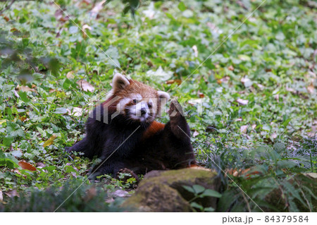 レッサーパンダ 多摩動物公園 84379584