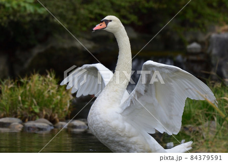 コブハクチョウ 84379591