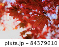 紅葉① 84379610