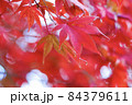 紅葉② 84379611
