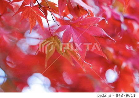 紅葉② 紅葉② 84379611