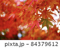 紅葉③ 赤と緑が隣同士 84379612