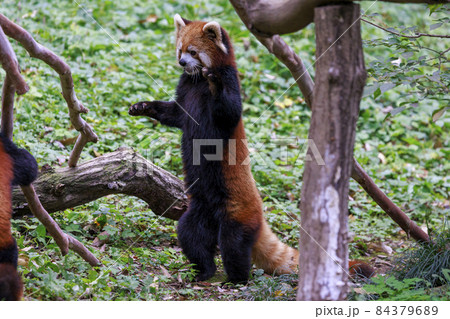 レッサーパンダ 多摩動物公園 84379689