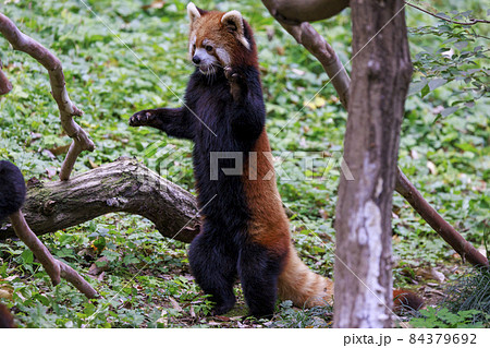 レッサーパンダ 多摩動物公園 84379692