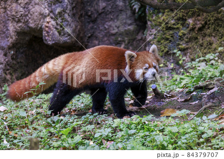 レッサーパンダ 多摩動物公園 レッサーパンダ 多摩動物公園 84379707
