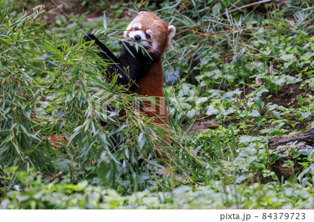 レッサーパンダ 多摩動物公園 レッサーパンダ 多摩動物公園 84379723
