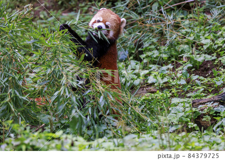 レッサーパンダ 多摩動物公園 レッサーパンダ 多摩動物公園 84379725
