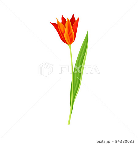 Red and orange tulip flower. Elegant floral design element vector illustration Red and orange tulip flower. Elegant floral design element vector illustration 84380033
