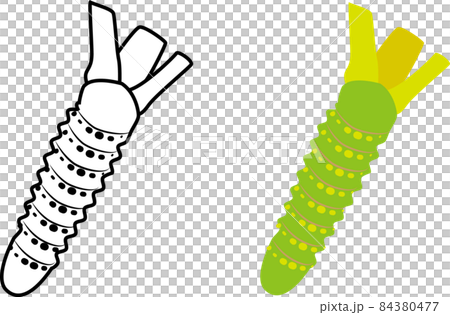 Wasabi line drawings and illustrations Wasabi line drawings and illustrations 84380477