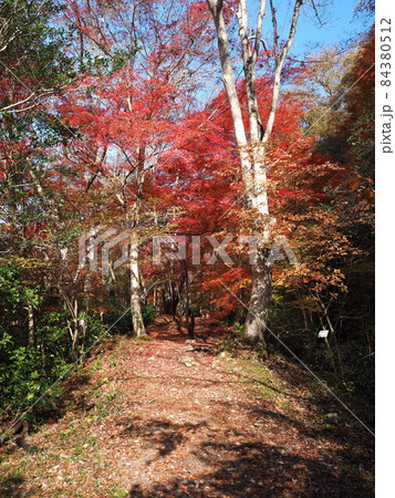 紅葉のJR福知山線　廃線敷ルート 84380512