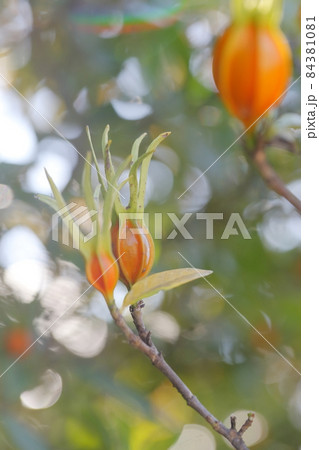 天然着色料（クチナシの実） 84381081