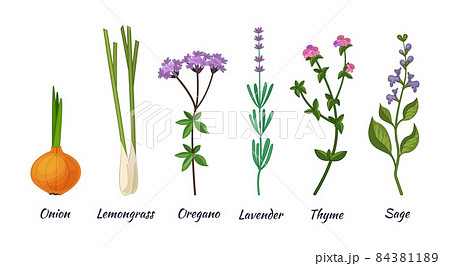 Culinary herbs set. Natural culinary herbs and spices for cooking, eating, food. Green eco-friendly clean fragrant herbs. Lemongrass, onion, lavender, oregano, thyme, sage 84381189