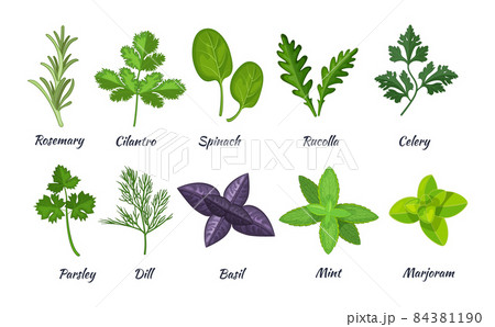 Culinary herbs set. Natural culinary herbs and spices for cooking, eating, food. Rosemary, cilantro, spinach, parsley, rucolla, celery, dill, basil, mint, marjoram, 84381190