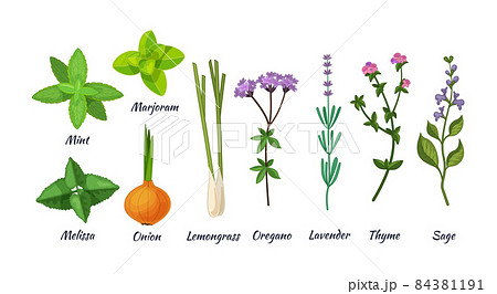 Culinary herbs set. Natural culinary herbs and spices for cooking, eating, food. Mint, marjoram, melissa, onion, lemongrass, oregano, lavender, thyme, sage 84381191