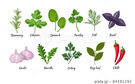 Culinary herbs set. Natural culinary herbs and spices for cooking, eating, food. Rosemary, cilantro, spinach, parsley, dill, basil, garlic, rucolla, celery, bay leaf, chili 84381192