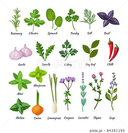 Culinary herbs set. Natural culinary herbs and spices for cooking, eating, food. Green eco-friendly clean fragrant herbs. Basil, cilantro, lavender, rucolla, lemongrass, mint, oregano, rosemary 84381193