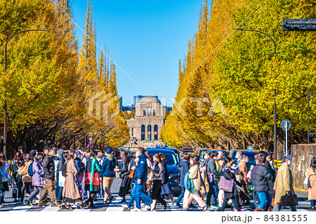 日本の東京都市景観 黄金色に色づいた神宮外苑のいちょう並木などを望む 日本の東京都市景観 黄金色に色づいた神宮外苑のいちょう並木などを望む 84381555