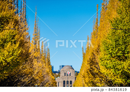 日本の東京都市景観 黄金色に色づいた神宮外苑のいちょう並木などを望む 84381619